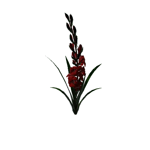 flower gladiolus 3